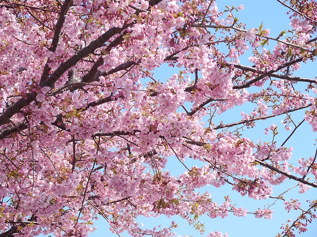 河津桜、見に行く価値は本当にあるのか？