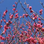『熱海梅園梅まつり』伊豆に訪れた最初の春を見に行く
