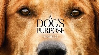 『野良犬トビーの愛すべき転生』待望の映画化！『A Dog’s Purpose（原題）』公開直前にかけられた「動物虐待疑惑」の真相